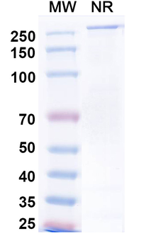 Neuradiab Human Monoclonal Antibody