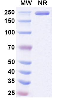 CD307e/FCRL5 Human Monoclonal Antibody
