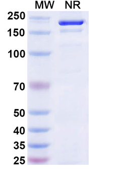 Atrosimab Human Monoclonal Antibody