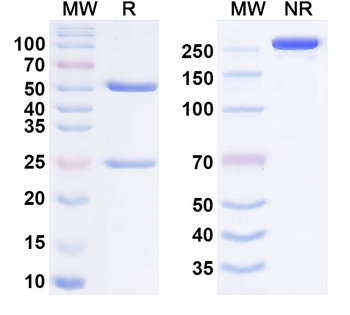 GITR/TNFRSF18 Human Antibody