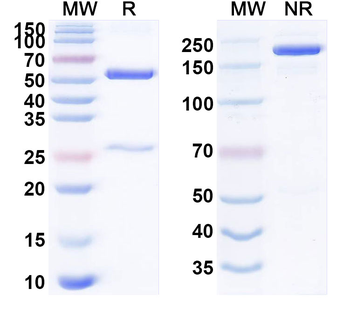 CD38/ADPRC 1 & CD3E Bispecific Human Monoclonal Antibody