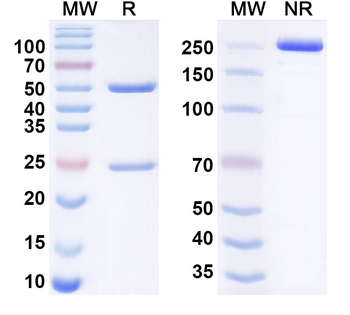 CD152/CTLA4 Canine Monoclonal Antibody