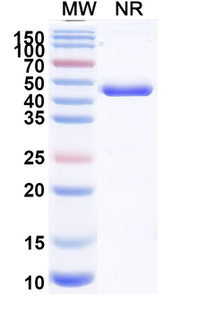 Zeleciment Chimeric Monoclonal Antibody