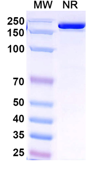 Venanprubart Human Monoclonal Antibody