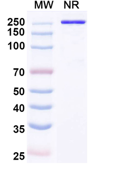 Usilnetug Chimeric Monoclonal Antibody