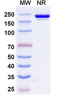 Roconkibart Human Monoclonal Antibody