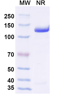 Rezetamig Human Monoclonal Antibody