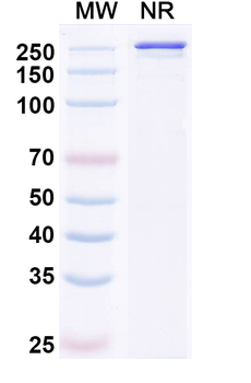 Human EGFR & HGFR/c-MET Bispecific Reference Antibody (Pamvatamig, RUO)