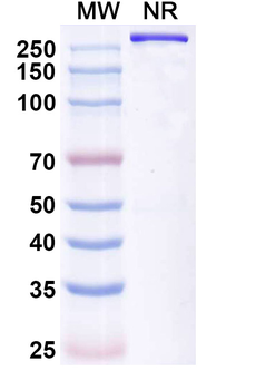 Human CD117/c-kit Reference Antibody (Opelkibart, RUO)