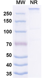 Ibentatug Chimeric Monoclonal Antibody