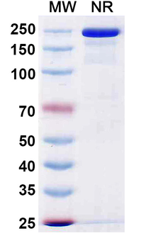 Gruticibart Chimeric Monoclonal Antibody