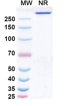 Fanastomig Chimeric Monoclonal Antibody