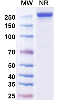 Eltrekibart Human Monoclonal Antibody