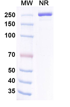 Coramitug Chimeric Monoclonal Antibody