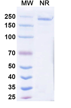 Cepeprubart Human Monoclonal Antibody