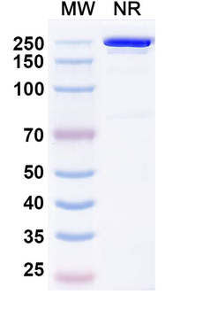 Budoprutug Chimeric Monoclonal Antibody