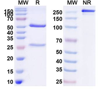 CD221/IGF1R Human Monoclonal Antibody