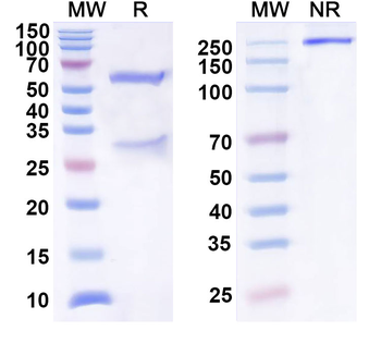 SEZ6 Human Monoclonal Antibody