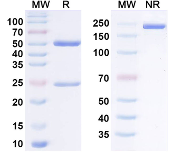 LY6G6D/MEGT1 Human Monoclonal Antibody