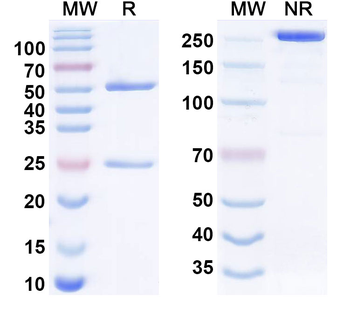 IL11RA Human Monoclonal Antibody