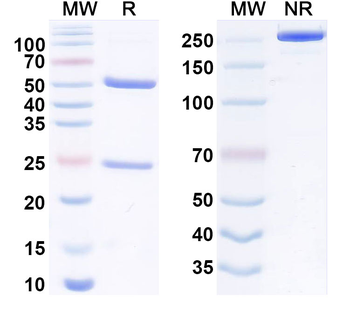 SIGLEC8/SAF-2 Human Monoclonal Antibody