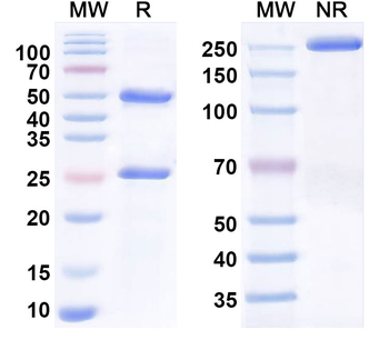 CD200R1/OX2R Human Monoclonal Antibody