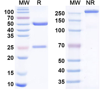 ALPP/ALPPL2 Human Monoclonal Antibody