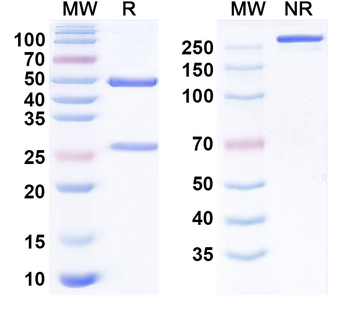 SARS-CoV-2 S2/Spike glycoprotein 2 Human Monoclonal Antibody