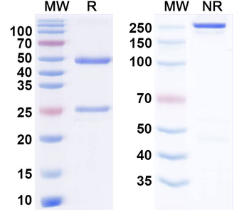 IgE/IGHE Mouse Monoclonal Antibody