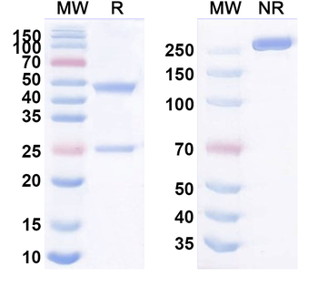 VSIR/VISTA Human Monoclonal Antibody