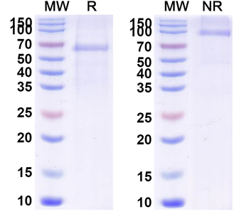 Brenetafusp Monoclonal Antibody