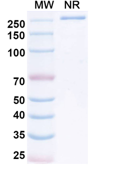 Vonsetamig Human Monoclonal Antibody