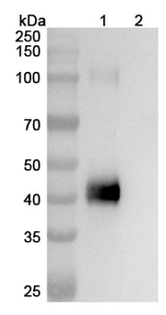 Obertamig Human Monoclonal Antibody