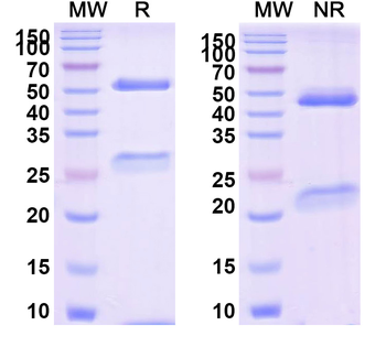 Tegoprubart Human Monoclonal Antibody