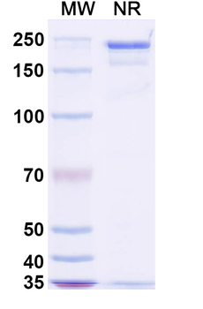 Stapokibart Human Monoclonal Antibody
