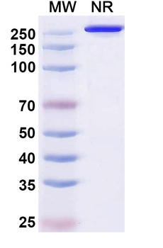 Puxitatug Human Monoclonal Antibody