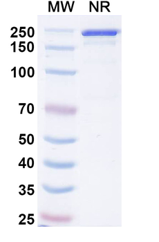 Picankibart Human Monoclonal Antibody