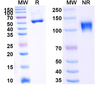 Ozekibart Human Monoclonal Antibody