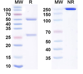 Oloctinebart Human Monoclonal Antibody
