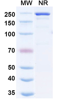 Human ErbB3/Her3 Reference Antibody (Nezutatug, RUO)
