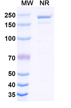 Human GIPR Reference Antibody (Maridebart, RUO)
