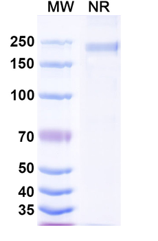Falbikitug Human Monoclonal Antibody