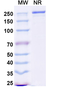 Duvakitug Human Monoclonal Antibody