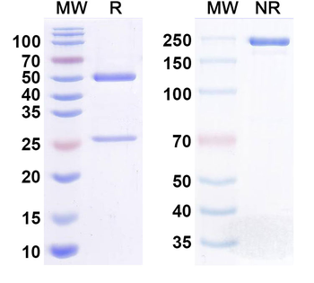 MERS-CoV RBD Human Monoclonal Antibody
