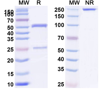 TNFSF15/TL1A Human Monoclonal Antibody