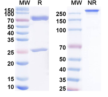 Dalutrafusp Alfa Human Monoclonal Antibody