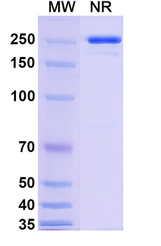 CDH6/Cadherin-6 Human Monoclonal Antibody