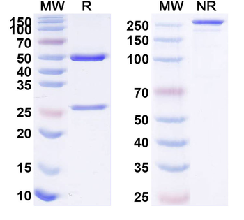 LY6G6D/MEGT1 Human Monoclonal Antibody