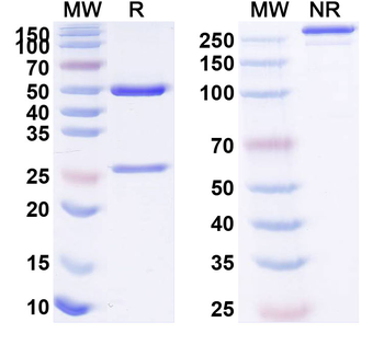 p40/NKSF2 Human Monoclonal Antibody