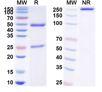 p40/NKSF2 Human Monoclonal Antibody